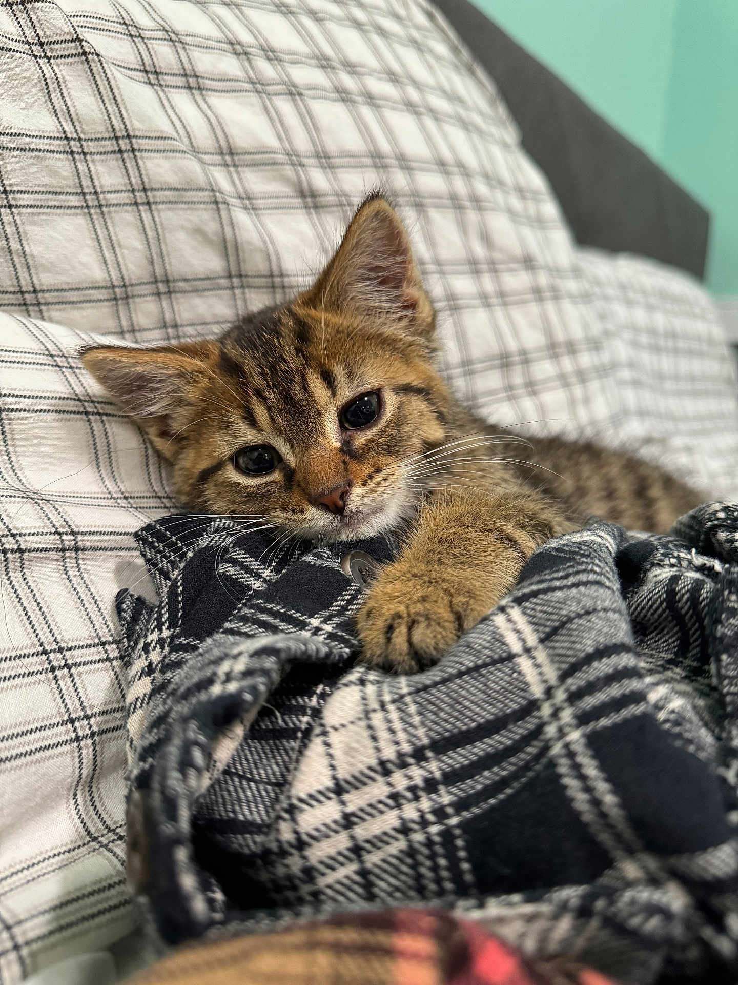 Pugsley joined the competition — help win amazing prizes! kitten, tabby, cat, pet, animal, feline, paw, bed, blanket, plaid, cozy, cute, sleepy, resting, indoor, soft, fur, whiskers, ears, closeup