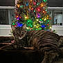 Pugsley is registered to the contest to win money with this photo: cat, tabby_cat, christmas_tree, holiday_lights, indoor, pet, feline, animal, cozy, relaxed, colorful_lights, decorations, window, night_time, festive, fur, whiskers, soft_lighting, home, resting