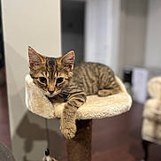 Pugsley joined the competition — help win amazing prizes! cat, kitten, tabby, pet, indoor, cat_tree, feline, animal, paw, fur, perch, cozy, relaxed, curious, brown, striped, whiskers, ears, soft, home