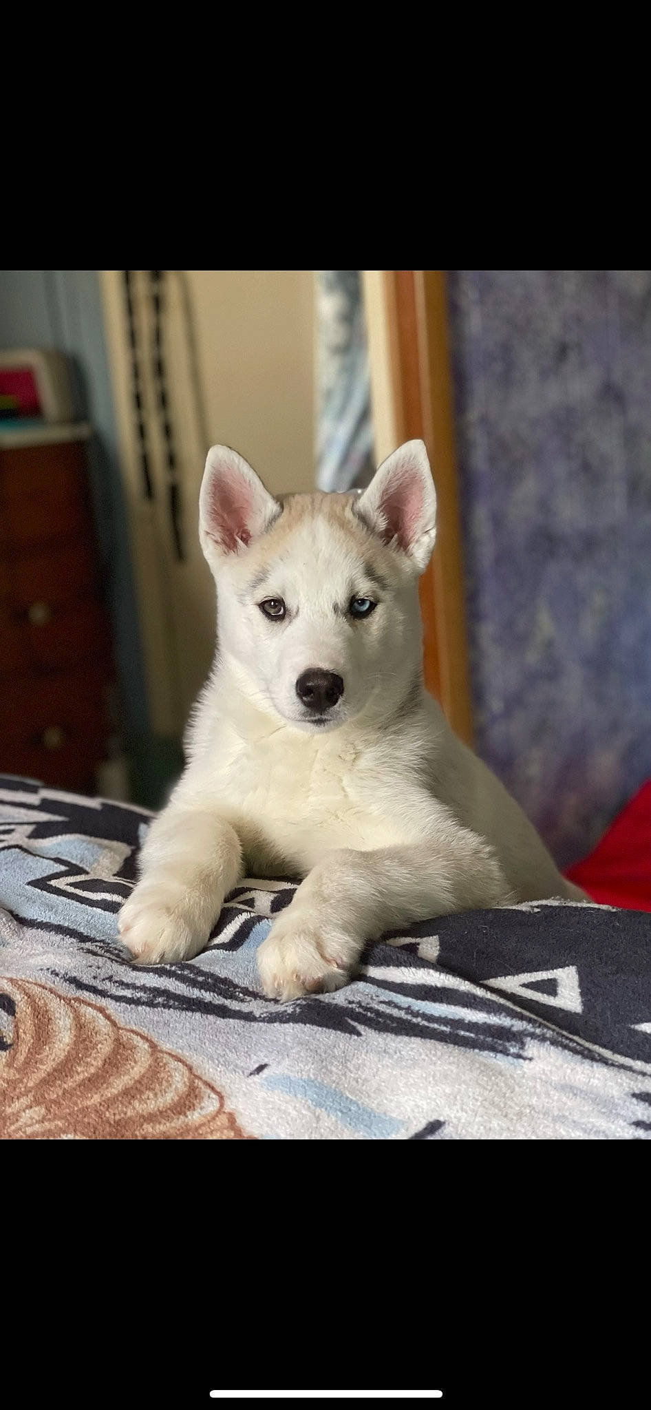 Fang is registered to the contest to win money with this photo: ancient_dog_breeds, canidae, carnivore, comfort, companion_dog, dog, dog_breed, fawn, fur, non_sporting_group, paw, snout, sporting_group, tail, terrestrial_animal, whiskers, working_animal