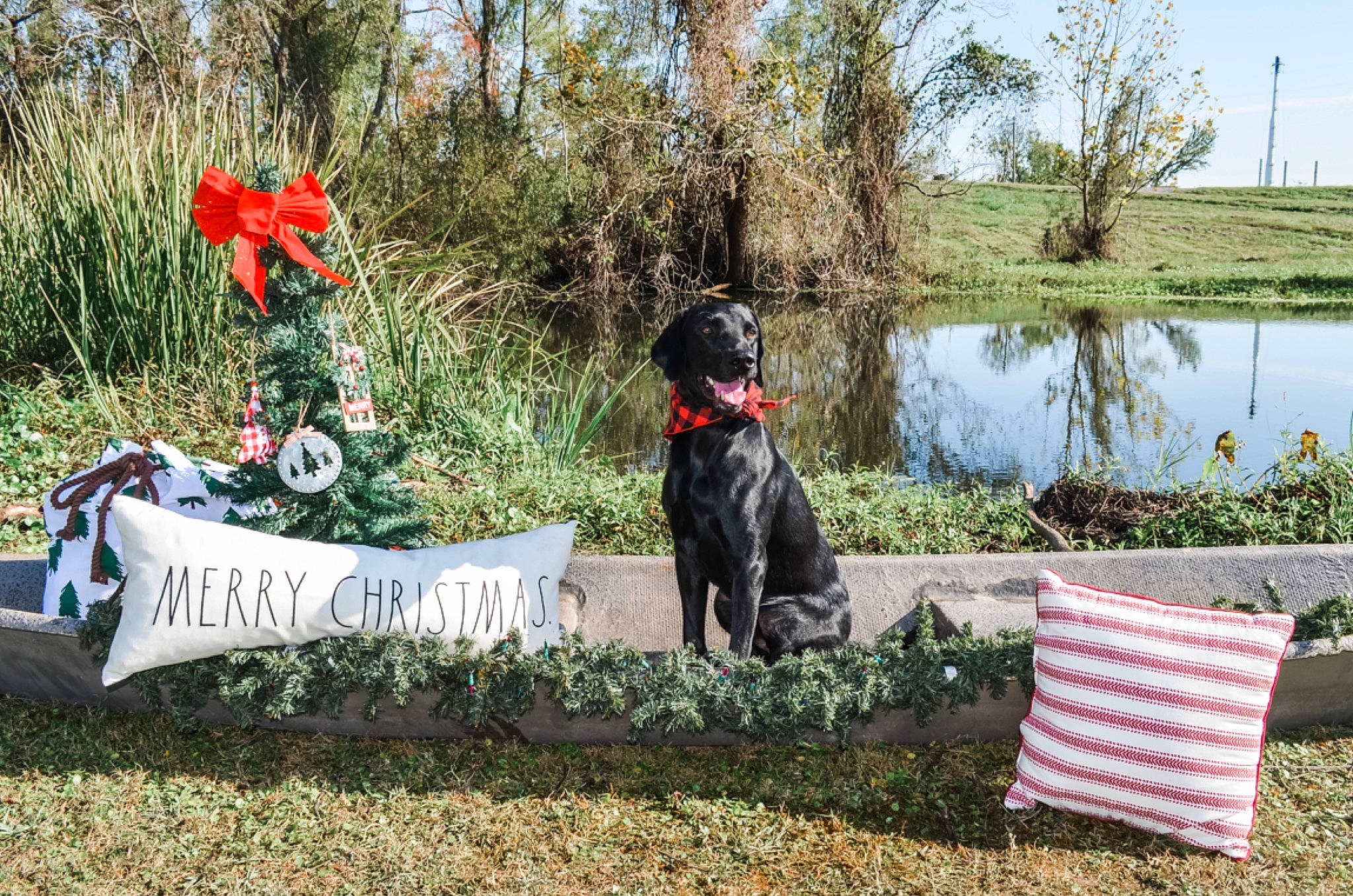 Hank is registered to the contest to win money with this photo: carnivore, chair, collar, companion_dog, dog, dog_breed, dog_collar, grass, grass_family, lacustrine_plain, lake, lawn, leash, plant, shrub, sky, sporting_group, tree, water, working_animal