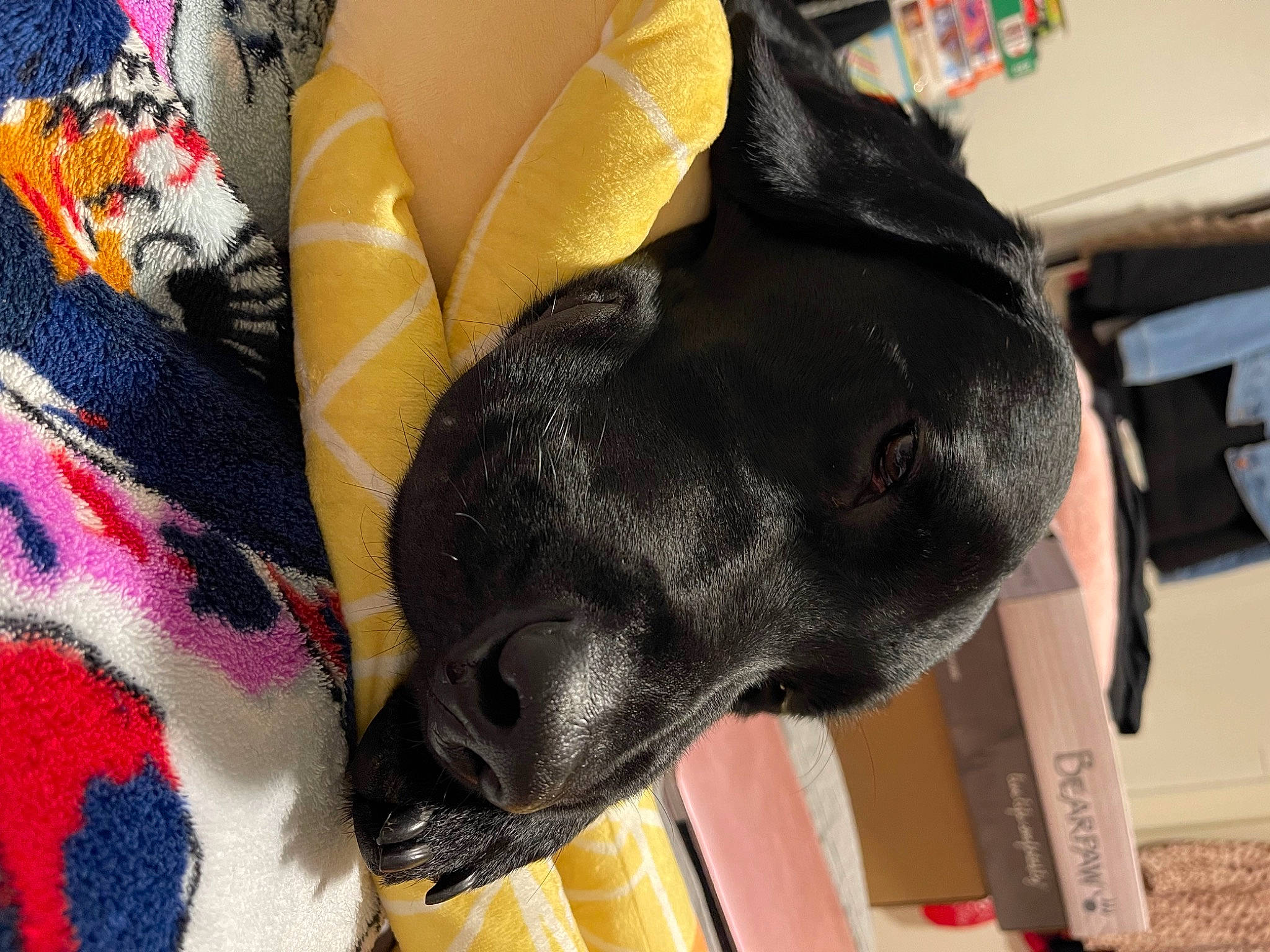 Hank joined the competition — help win amazing prizes! borador, carnivore, collar, comfort, companion_dog, dog, dog_breed, dog_collar, dog_supply, ear, fawn, fur, guard_dog, pattern, pet_supply, snout, sporting_group, whiskers, working_animal, working_dog