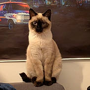 Poppy participe au concours pour gagner de l'argent avec cette photo : cat, siamese_cat, pet, animal, feline, indoor, couch, poster, retro, cityscape, neon_lights, dark_background, fur, sitting, portrait, whiskers, ears, tail, looking_at_camera, domestic_animal