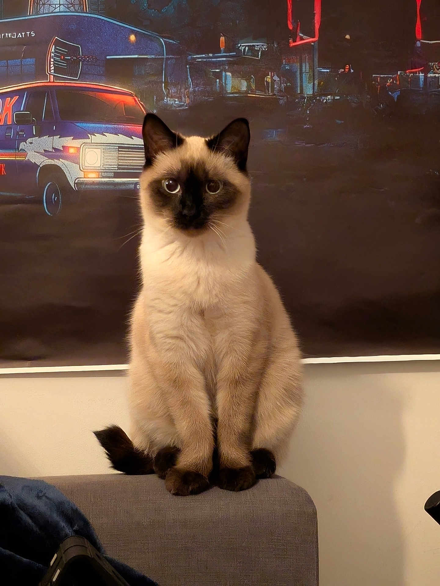 Poppy participe au concours pour gagner de l'argent avec cette photo : cat, siamese_cat, pet, animal, feline, indoor, couch, poster, retro, cityscape, neon_lights, dark_background, fur, sitting, portrait, whiskers, ears, tail, looking_at_camera, domestic_animal