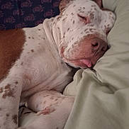 Malabu joined the competition — help win amazing prizes! animal, blanket, close_up, companion, cozy, cute, cute_pet, dog, domestic_animal, fur, indoors, mammal, pet, pillow, relaxed, resting, sleeping, snuggling, spotted, tongue_out