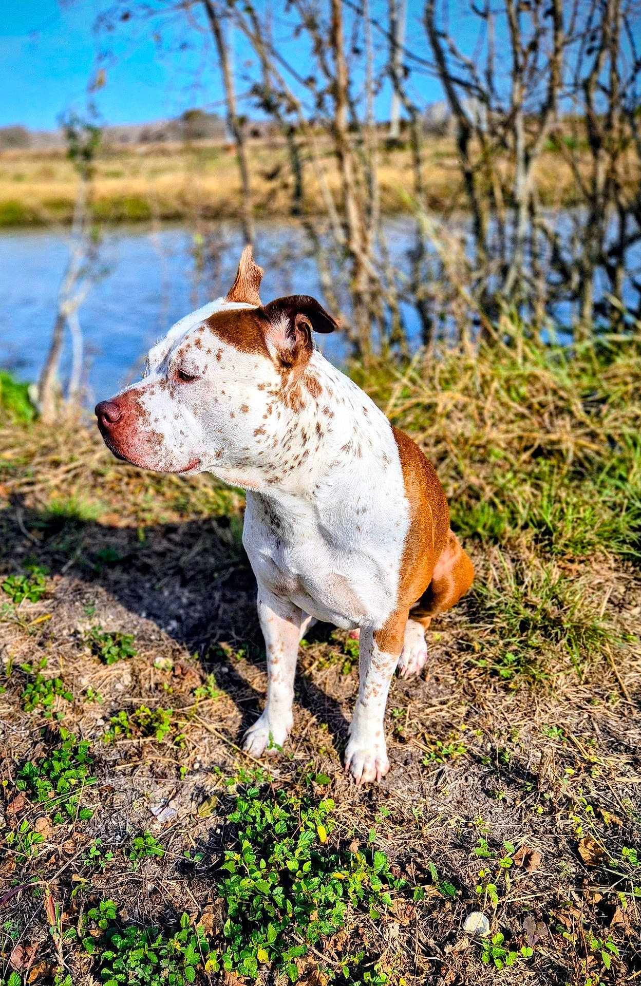 Malabu