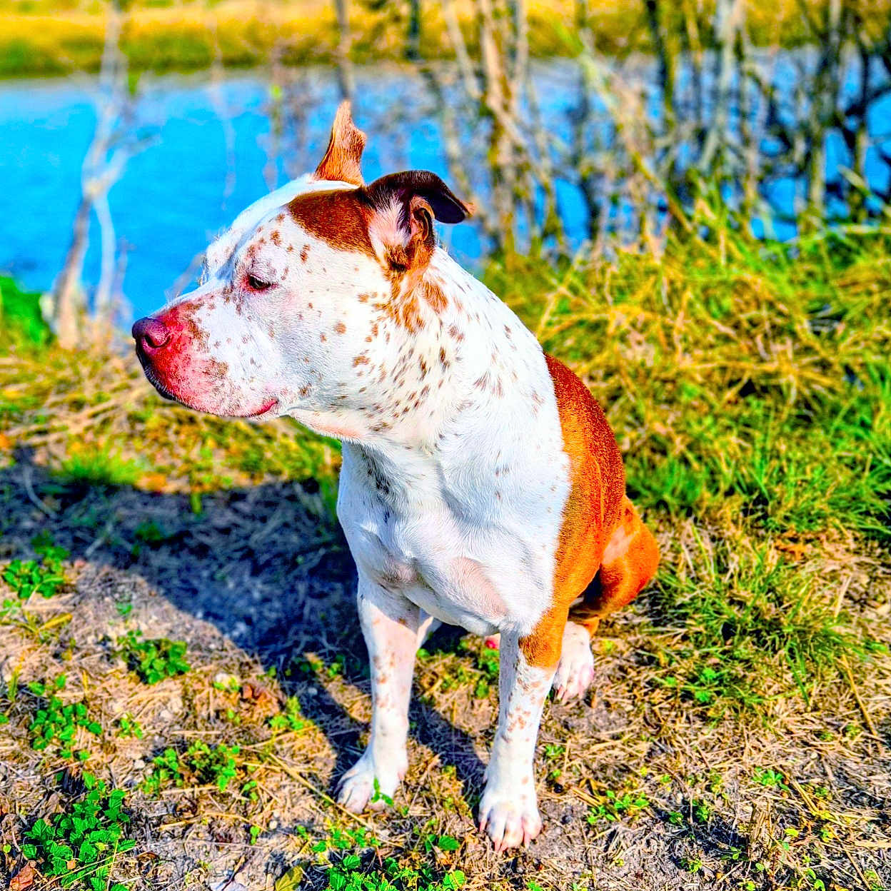 Malabu