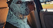Malabu joined the competition — help win amazing prizes! dog, car, passenger_seat, spotted_coat, sunlight, window, interior, pet, animal, looking_back, calm, curious, leather_seat, daytime, outdoor_view, parking_lot, vehicle, canine, side_view, seatbelt