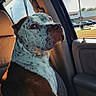 dog, car, passenger_seat, spotted_coat, sunlight, window, interior, pet, animal, looking_back, calm, curious, leather_seat, daytime, outdoor_view, parking_lot, vehicle, canine, side_view, seatbelt