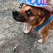 Harley joined the competition — help win amazing prizes! dog, hat, cowboy_hat, pink, blue, star, harness, gravel, outdoor, person, pants, sneakers, pet, animal, curious, looking_up, walking, leash, side_view, casual