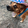dog, hat, cowboy_hat, pink, blue, star, harness, gravel, outdoor, person, pants, sneakers, pet, animal, curious, looking_up, walking, leash, side_view, casual