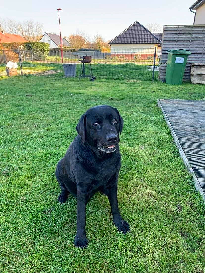 Disco a rejoint le concours — aidez-le/la à gagner de superbes lots ! borador, building, carnivore, companion_dog, dog, dog_breed, dog_collar, grass, guard_dog, gun_dog, lawn, plant, retriever, sky, snout, sporting_group, tail, tree, working_animal, yard