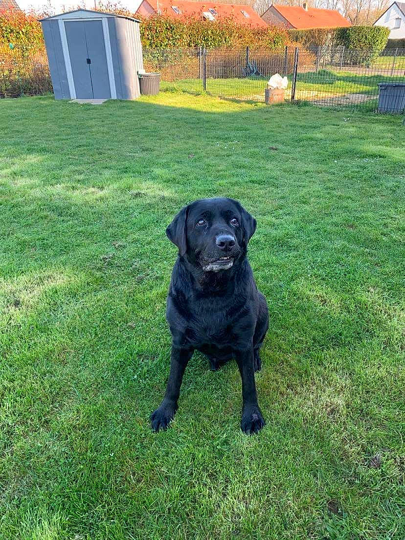 Disco participe au concours pour gagner de l'argent avec cette photo : borador, carnivore, companion_dog, dog, dog_breed, garden, grass, grassland, groundcover, guard_dog, gun_dog, landscaping, lawn, plant, retriever, sporting_group, tail, tree, working_animal, yard
