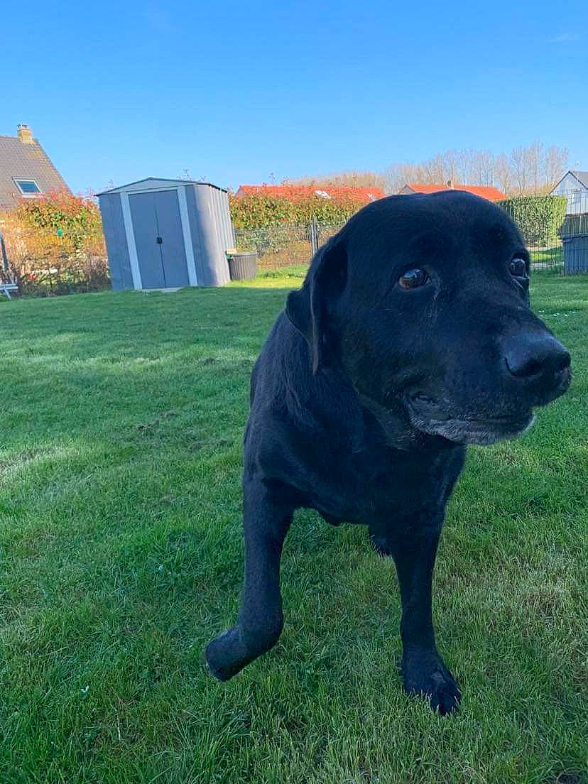 Disco participe au concours pour gagner de l'argent avec cette photo : borador, canidae, carnivore, collar, companion_dog, dog, dog_breed, dog_collar, grass, gun_dog, liver, plant, retriever, sculpture, sky, snout, sporting_group, tail, tree, working_animal