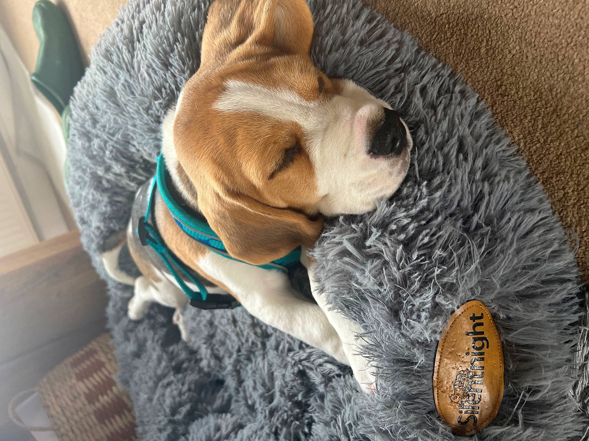 Deuce joined the competition — help win amazing prizes! canidae, carnivore, collar, comfort, companion_dog, dog, dog_breed, dog_collar, dog_supply, fawn, fur, leash, liver, paw, pet_supply, scent_hound, snout, sporting_group, stuffed_toy, working_animal