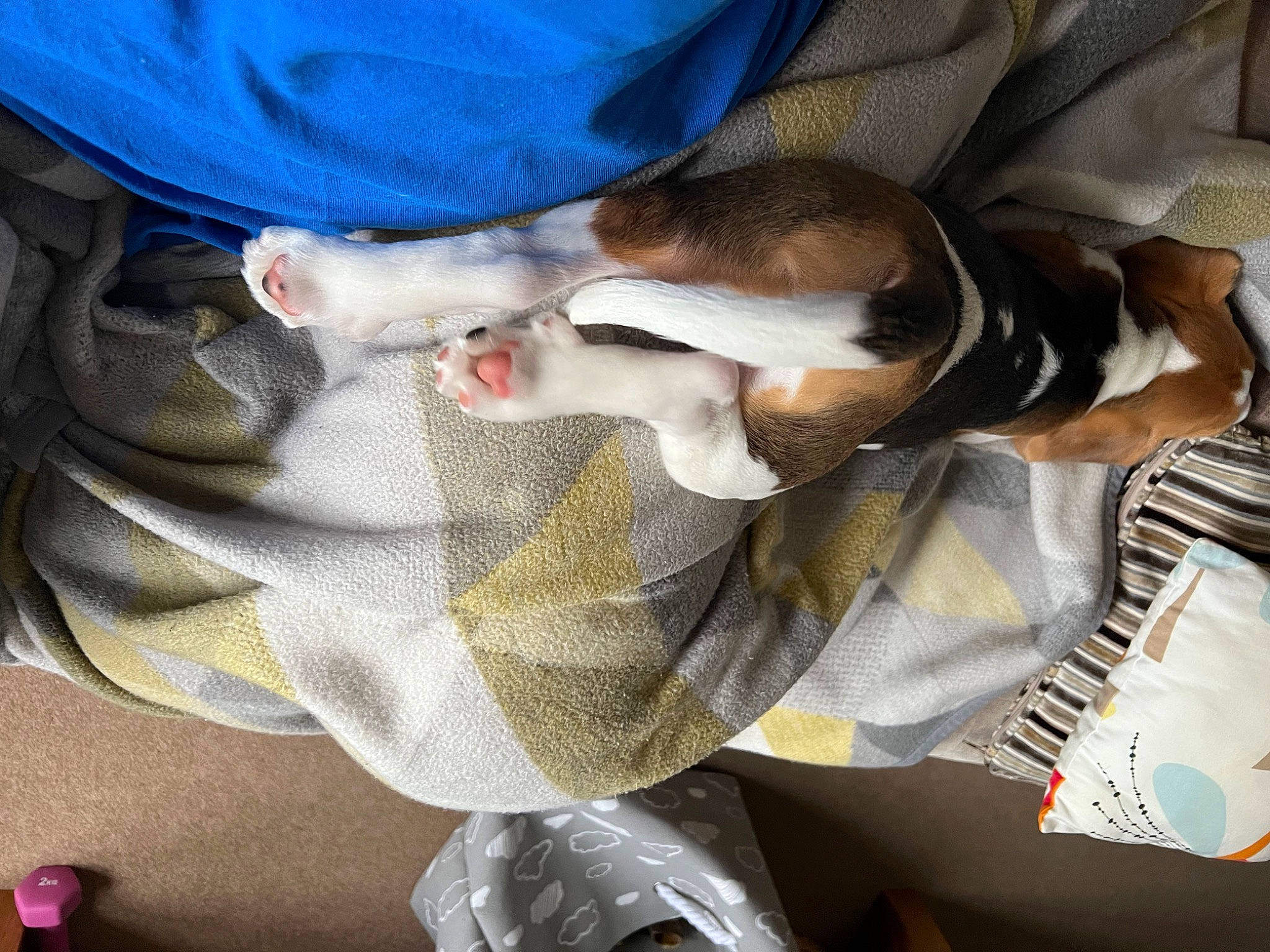 Deuce joined the competition — help win amazing prizes! auto_part, canidae, carmine, carnivore, comfort, companion_dog, denim, dog, dog_breed, elbow, fawn, felidae, fur, human_leg, lap, nap, scent_hound, snout, sporting_group, thigh