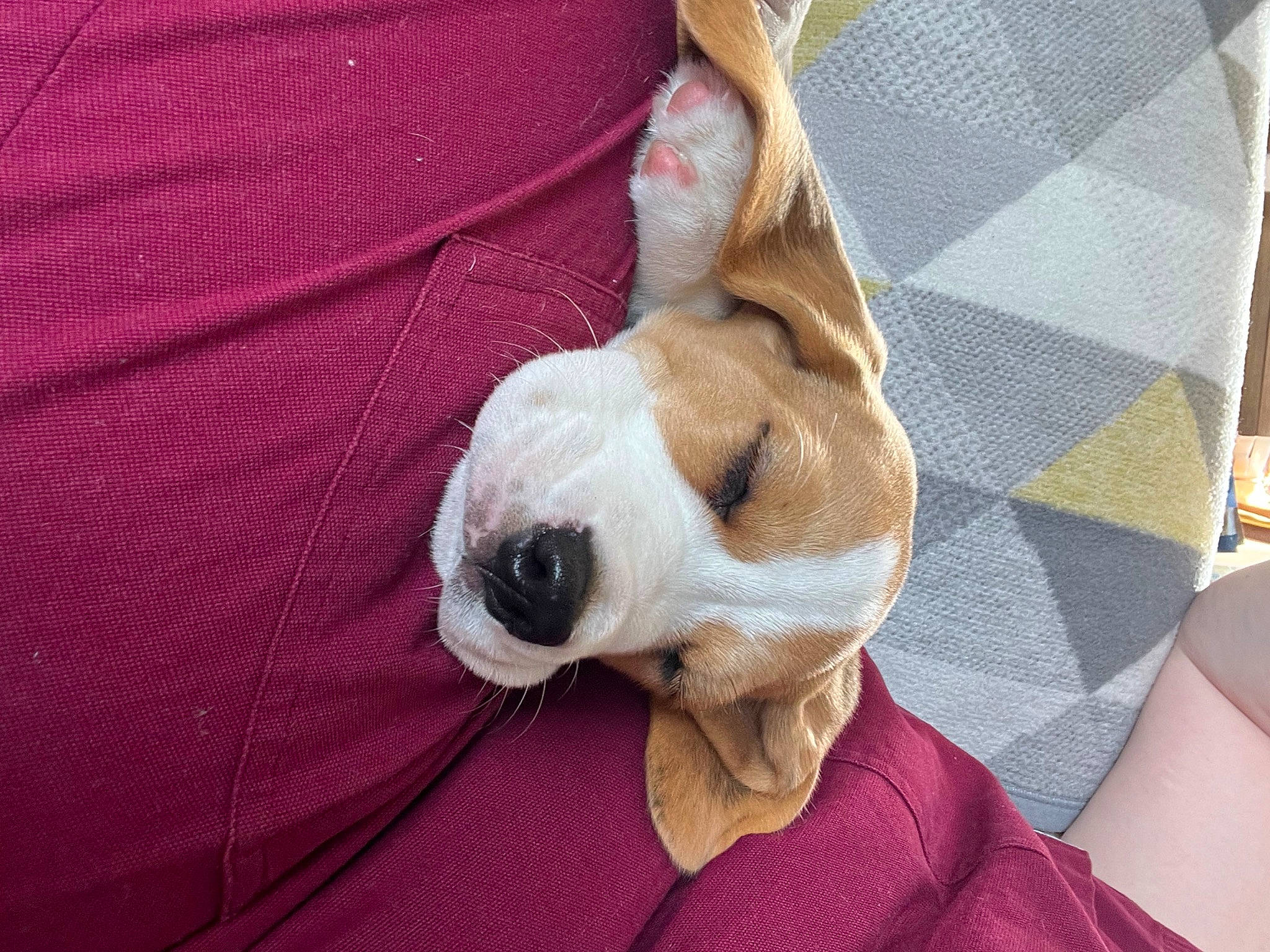 Deuce is registered to the contest to win money with this photo: canidae, carnivore, comfort, companion_dog, dog, dog_breed, dog_supply, ear, fawn, fur, linens, paw, pet_supply, pug, snout, sporting_group, toy_dog, whiskers, working_animal, wrinkle