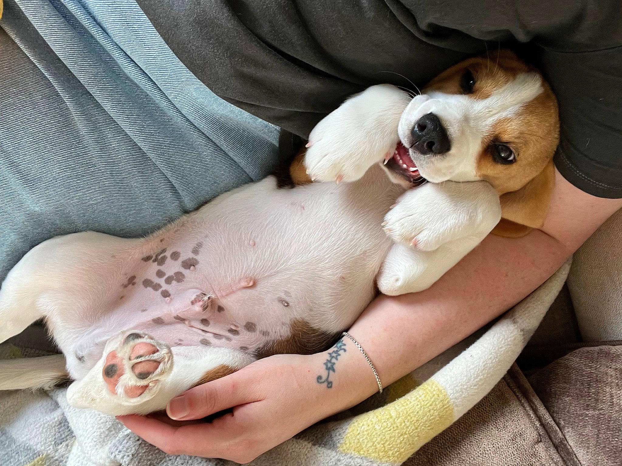 Deuce is registered to the contest to win money with this photo: canidae, carnivore, comfort, companion_dog, dog, dog_breed, dog_supply, ear, eyewear, fawn, fur, human_leg, linens, nail, pattern, paw, puppy_love, sunglasses, toy_dog, wrist