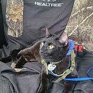 Raven is registered to the contest to win money with this photo: cat, black_cat, green_eyes, harness, blue_bandana, realtree, camo_pattern, seat_cover, indoor, pet, animal, feline, relaxed, curious, looking_away, collar, tag, leash, close_up, resting