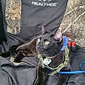 cat, black_cat, green_eyes, harness, blue_bandana, realtree, camo_pattern, seat_cover, indoor, pet, animal, feline, relaxed, curious, looking_away, collar, tag, leash, close_up, resting