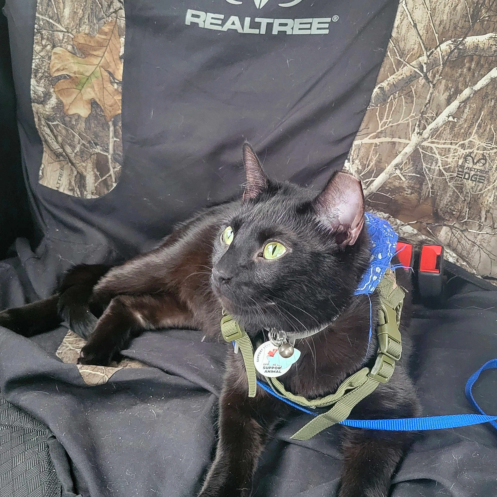 Raven is registered to the contest to win money with this photo: cat, black_cat, green_eyes, harness, blue_bandana, realtree, camo_pattern, seat_cover, indoor, pet, animal, feline, relaxed, curious, looking_away, collar, tag, leash, close_up, resting