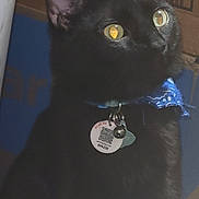 Raven joined the competition — help win amazing prizes! alert, animal, barcode, black_cat, blue_bandana, box, cat, close_up, collar, curious, domestic_cat, feline, fur, indoor, looking_up, pet, portrait, tag, whiskers, yellow_eyes