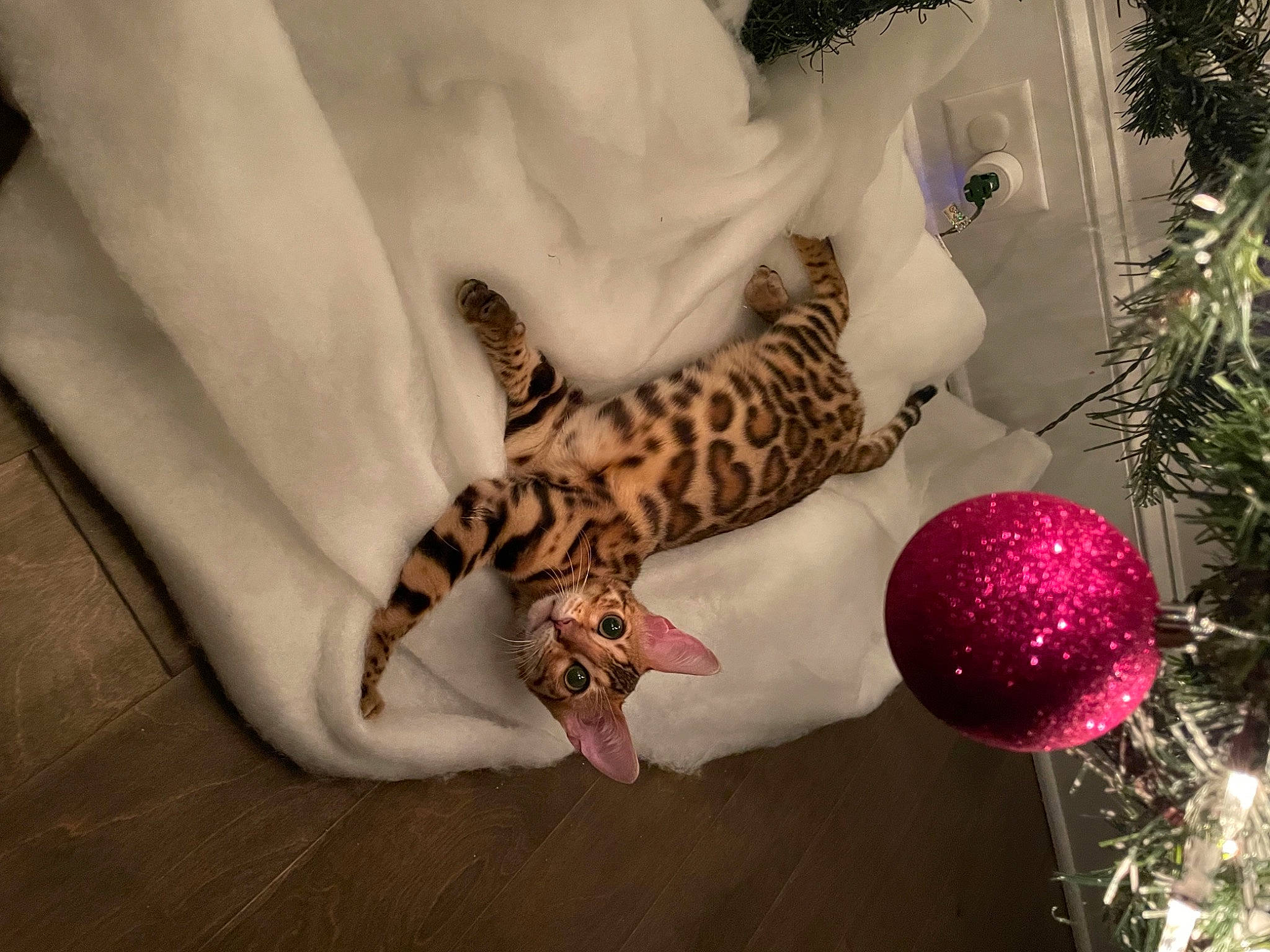 Nova Gucci joined the competition — help win amazing prizes! carnivore, christmas_ornament, christmas_tree, comfort, event, evergreen, fawn, felidae, holiday, holiday_ornament, organism, ornament, pattern, plant, small_to_medium_sized_cats, tail, terrestrial_animal, tree, twig, whiskers