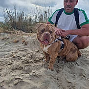 Alf a rejoint le concours — aidez-le/la à gagner de superbes lots ! bulldog, dog, man, beach, sand, cloudy_sky, grass, outdoor, pet, harness, crouching, casual_clothing, shorts, backpack, nature, companion, animal, portrait, daytime, friendly