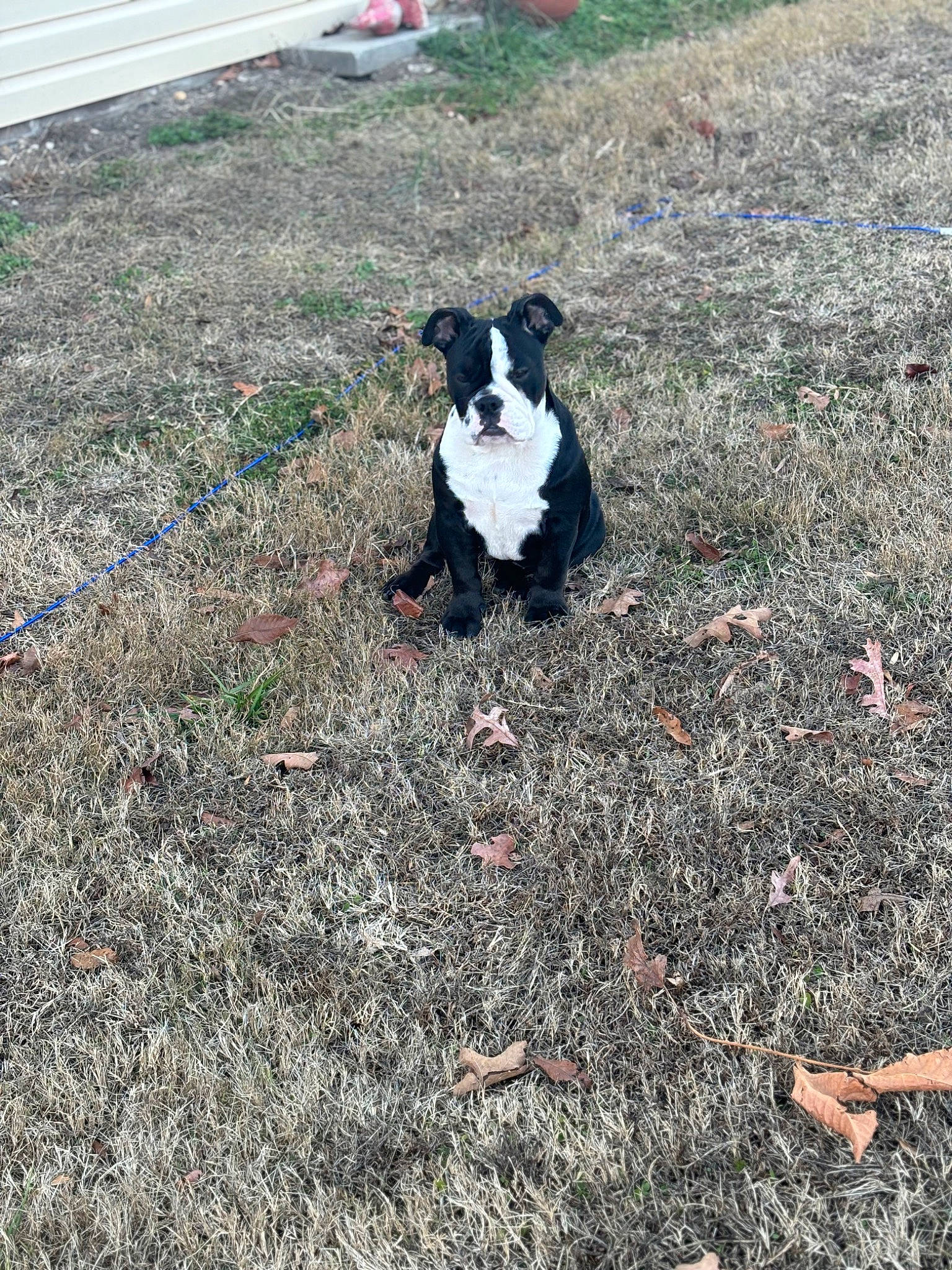 Diva is registered to the contest to win money with this photo: ball, boston_terrier, canidae, carnivore, companion_dog, dog, dog_breed, fawn, fur, grass, plant, shrub, snout, soil, sporting_group, tail, terrestrial_animal, toy_dog, tree, working_animal