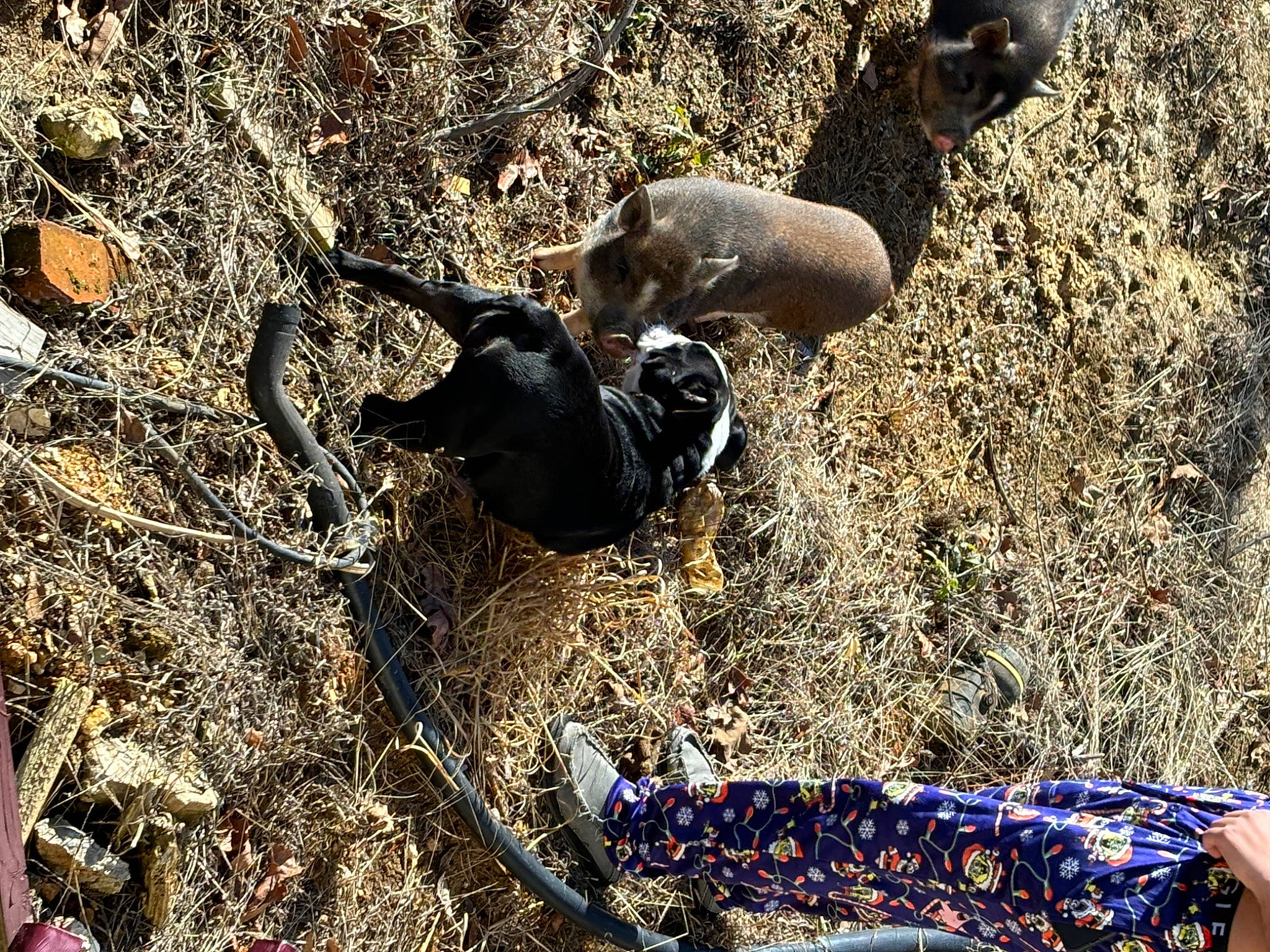 Diva joined the competition — help win amazing prizes! adventure, canidae, carnivore, comfort, dog, dog_breed, fawn, grass, hunting_dog, plant, pollution, recreation, rock, shadow, soil, sporting_group, terrestrial_animal, wildlife, working_animal