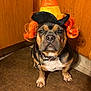 Remy is registered to the contest to win money with this photo: dog, dog_face, costume, hat, orange_wig, candy_corn_hat, pet, portrait, indoor, kitchen, wood_paneling, floor, collar, brindle_coat, short_legs, looking_up, cute, eyes, whiskers, sitting
