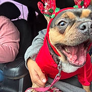 Remy is registered to the contest to win money with this photo: dog, pet, reindeer_antlers, red_hoodie, leash, tongue_out, smile, close_up, car_interior, front_seat, person, hand, passenger, driver, seat, upholstery, holiday_costume, happy, candid, joyful