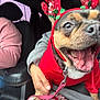 dog, pet, reindeer_antlers, red_hoodie, leash, tongue_out, smile, close_up, car_interior, front_seat, person, hand, passenger, driver, seat, upholstery, holiday_costume, happy, candid, joyful