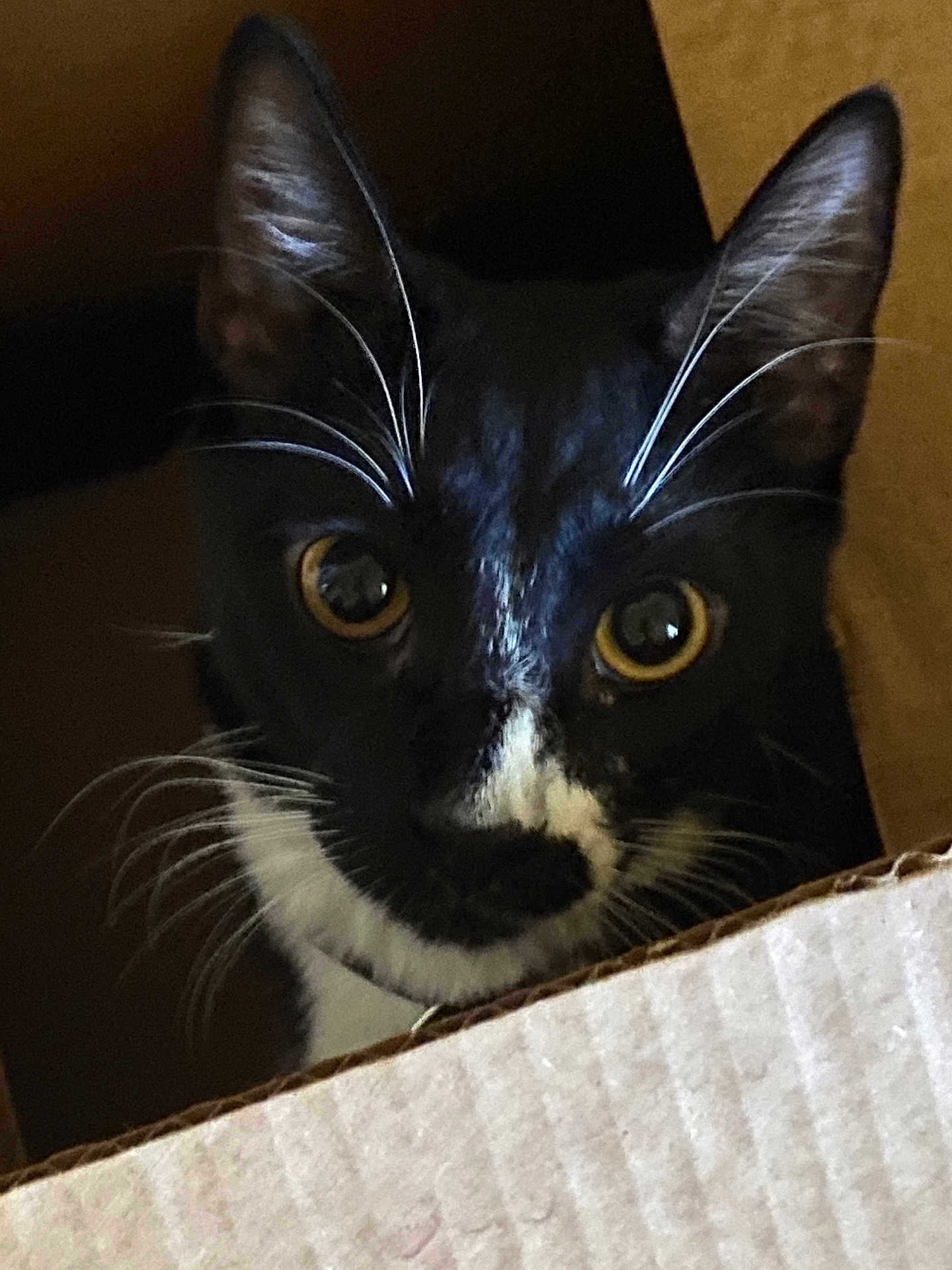 Ravioli is registered to the contest to win money with this photo: cat, black_and_white, whiskers, cardboard_box, curious, pet, animal, feline, close_up, indoor, eyes, ears, face, portrait, cute, fur, box, playful, domestic, pet_portrait