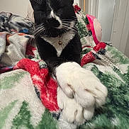 Ravioli is registered to the contest to win money with this photo: cat, black_and_white, paws, collar, bell, blanket, colorful, indoor, cozy, relaxed, feline, fur, whiskers, resting, close_up, pet, comfort, home, sleepy, soft