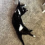 Ravioli is registered to the contest to win money with this photo: cat, black_and_white, stretching, carpet, indoor, pet, feline, relaxed, paws, fur, animal, cute, whiskers, lying_down, cozy, home, long_body, resting, playful, domestic_cat