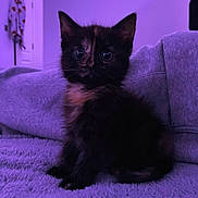 Coco joined the competition — help win amazing prizes! animal, background, blanket, cat, cozy, cute, ears, eyes, fairy_lights, feline, fur, indoor, kitten, pet, purple_lighting, resting, small, soft_texture, tortoiseshell, whiskers