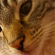 Oakley is registered to the contest to win money with this photo: cat, close_up, face, whiskers, fur, indoor, pet, animal, curious, eyes, nose, tabby, muzzle, feline, soft, cute, closeup, portrait, domestic_cat, indoor_light