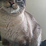 Oakley joined the competition — help win amazing prizes! cat, animal, pet, feline, curious, closeup, whiskers, ears, fur, striped, tabby, standing, indoor, cute, eyes, portrait, mammal, domestic, soft, looking