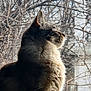 Oakley joined the competition — help win amazing prizes! cat, feline, window, side_view, fur, outdoor_view, branches, nature, daylight, profile, pet, animal, domestic_animal, looking_out, quiet, calm, mammal, whiskers, ears, soft_light