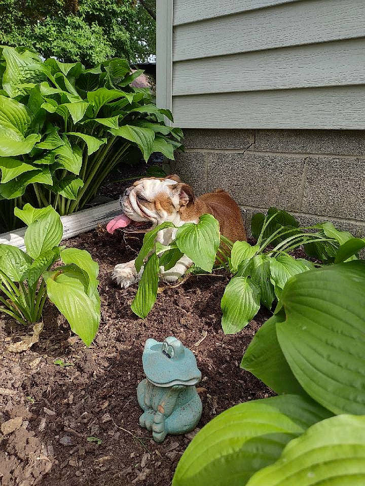 Shelby joined the competition — help win amazing prizes! annual_plant, botany, compost, flowering_plant, garden, gardening, grass, groundcover, herb, herbaceous_plant, landscape, landscaping, leaf, leaf_vegetable, plant, shrub, soil, spring, terrestrial_plant, xanthosoma