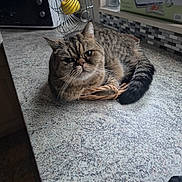 Sandra participe au concours pour gagner de l'argent avec cette photo : animal, basket, cat, countertop, curious, cute, domestic, feline, gray, indoor, kitchen, lemon, microwave, pet, resting, small_space, striped, tabby, utensil_holder, whisk