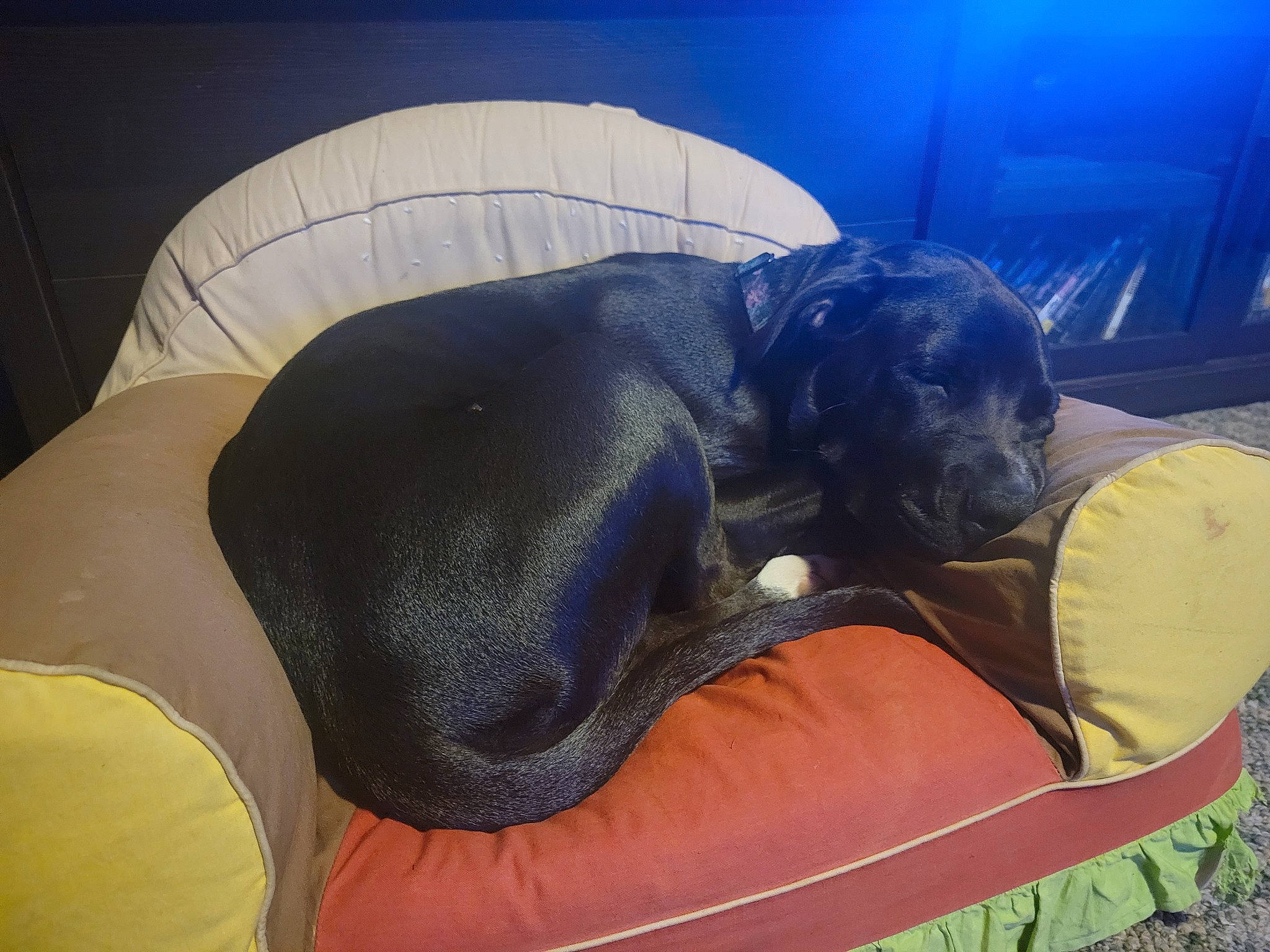 Breeze is registered to the contest to win money with this photo: car_seat_cover, carnivore, comfort, companion_dog, dog, dog_bed, dog_breed, dog_supply, fawn, guard_dog, head_restraint, mammal, nap, pet_supply, snout, sporting_group, tail, terrestrial_animal, toy_dog, working_animal