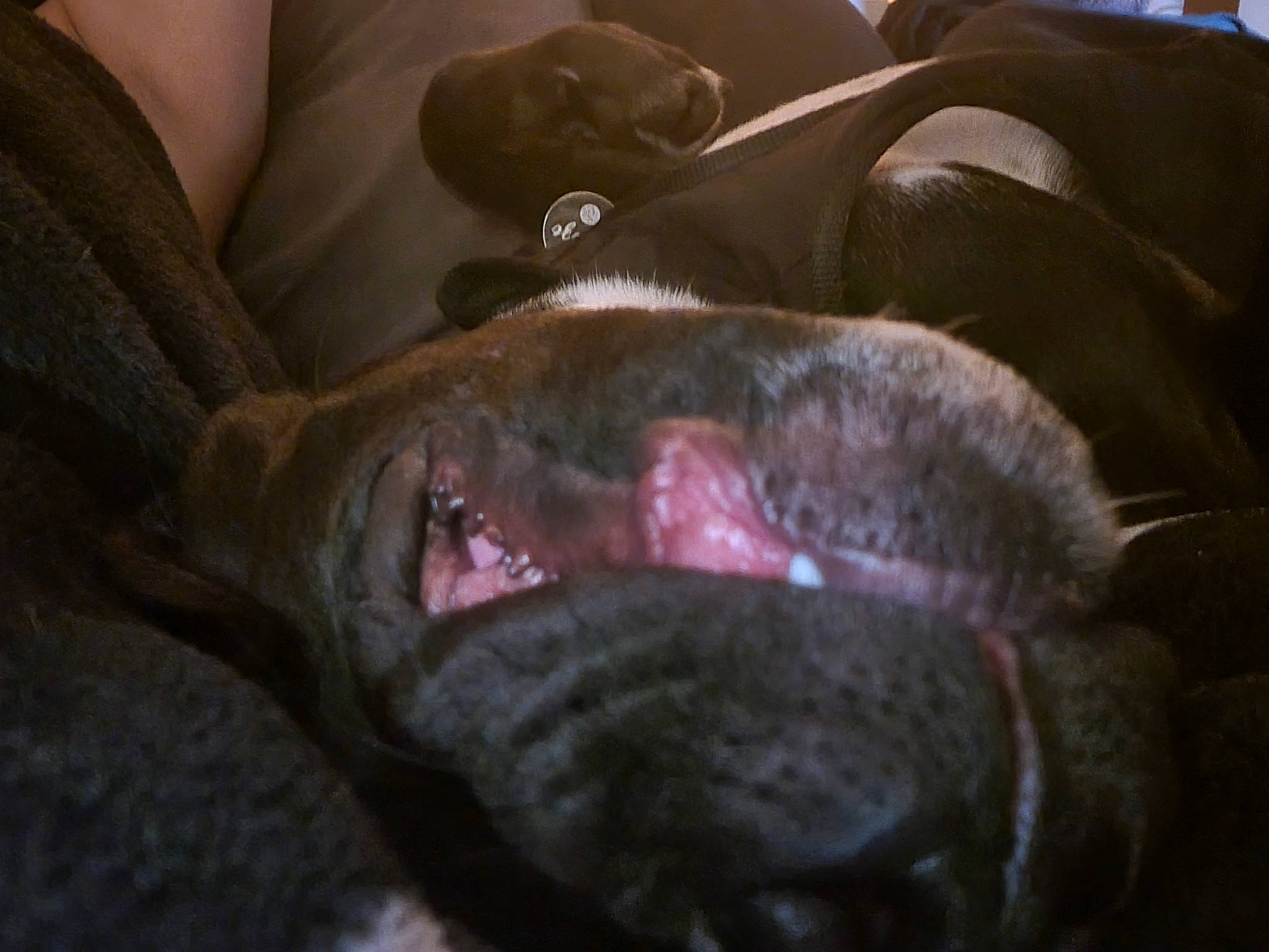 Breeze is registered to the contest to win money with this photo: canidae, carnivore, comfort, companion_dog, dog, dog_breed, ear, fawn, fur, guard_dog, jaw, liver, nap, non_sporting_group, sleep, snout, sporting_group, terrestrial_animal, whiskers, working_animal