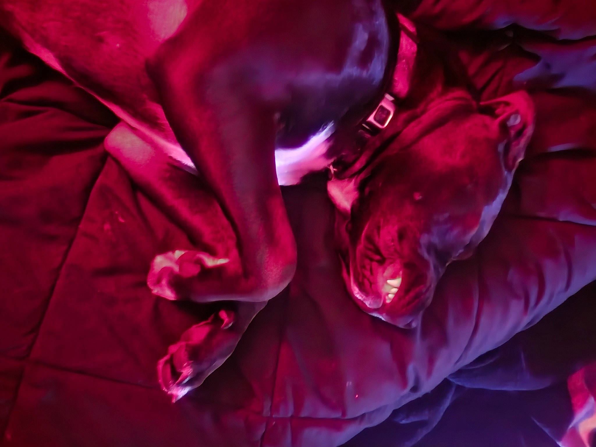 Breeze joined the competition — help win amazing prizes! close_up, colorfulness, electric_blue, flash_photography, floribunda, flower, flowering_plant, garden_roses, hybrid_tea_rose, magenta, petal, pink, plant, purple, red, rose, rose_family, rose_order, violet, water