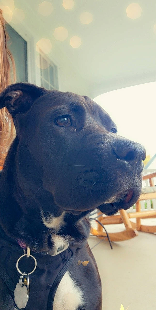 Breeze is registered to the contest to win money with this photo: borador, canidae, carnivore, collar, companion_dog, dog, dog_breed, dog_collar, electric_blue, fawn, fur, great_dane, guard_dog, non_sporting_group, pet_supply, snout, sporting_group, whiskers, working_animal, working_dog