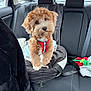 puppy, dog, pet_bed, car_interior, backseat, curly_hair, red_harness, toy, seatbelt, black_seat, window, head_tilt, cute, fur, leash, blanket, seat_cover, indoors, animal, car