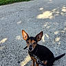 animal, black_dog, brown_dog, canine, collar, curious, daylight, dog, ears, grass, gravel_path, leash, nature, outdoor, pet, shadow, sitting, small_dog, sunlight, walk
