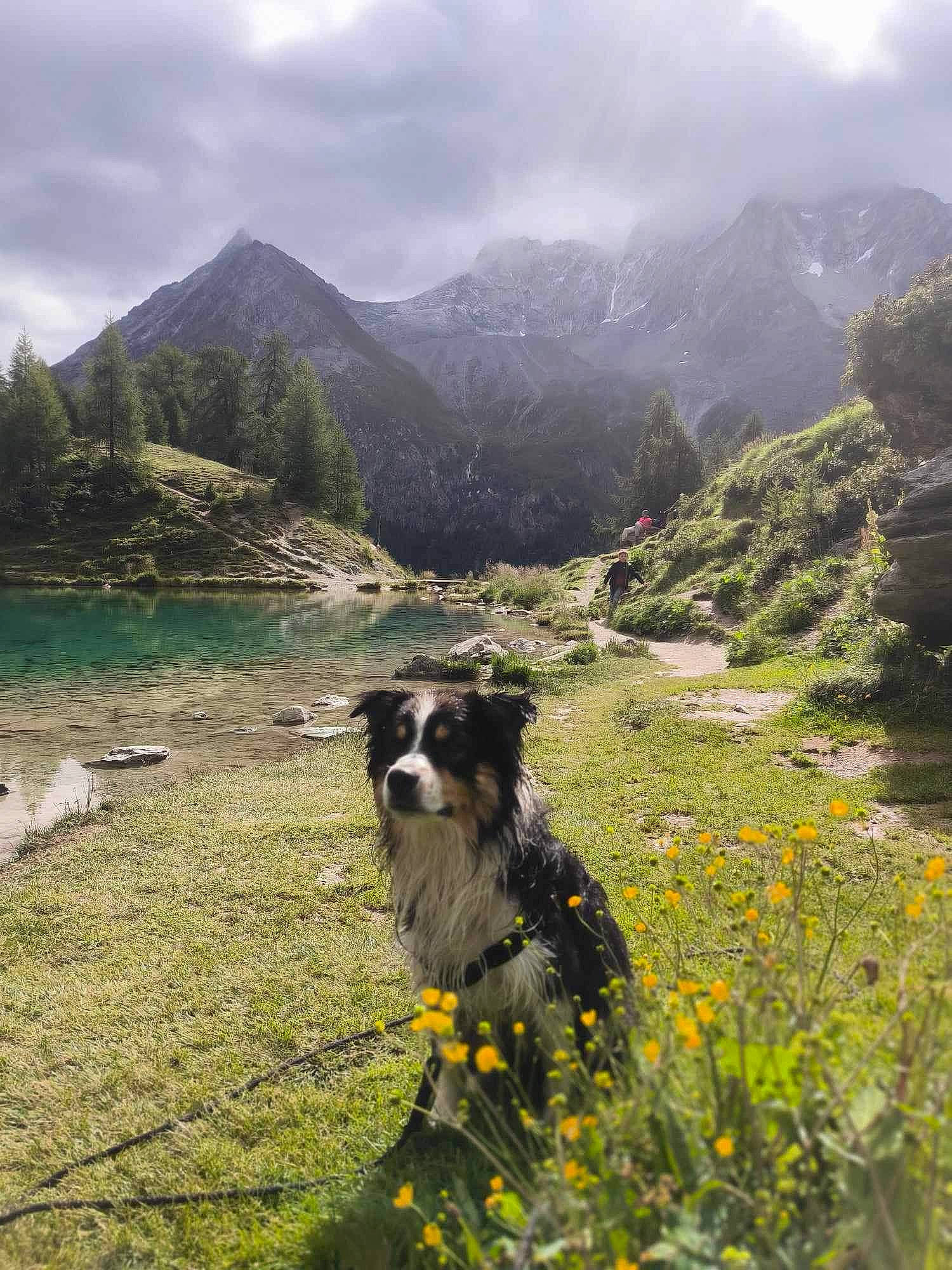 Kaly participe au concours pour gagner de l'argent avec cette photo : carnivore, cloud, dog, flower, grass, grassland, highland, hill, landscape, meadow, mountain, mountain_range, mountainous_landforms, natural_landscape, plant, sky, tree, valley, water, working_animal