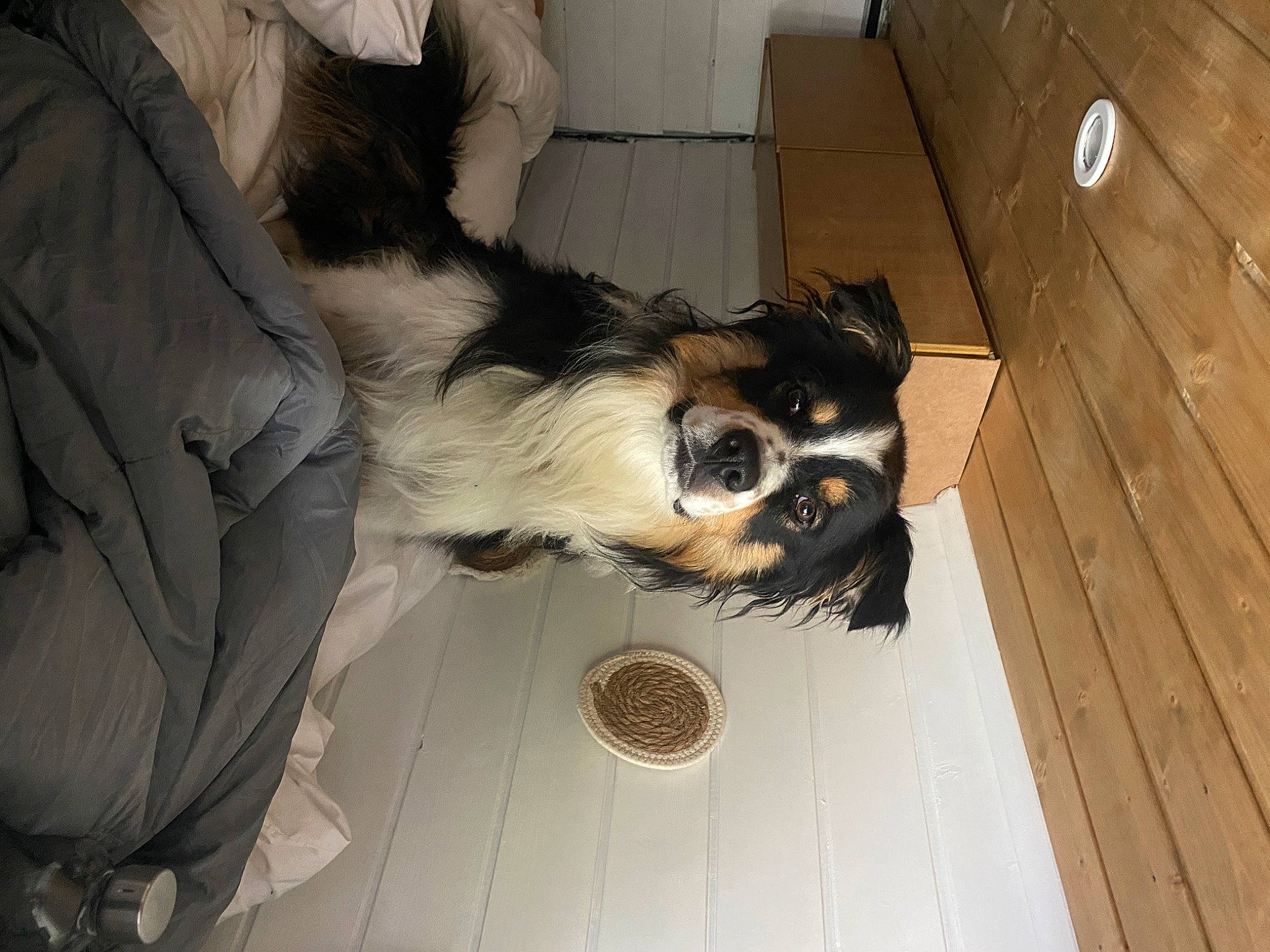 Kaly participe au concours pour gagner de l'argent avec cette photo : carnivore, comfort, companion_dog, dog, dog_breed, dog_supply, eyewear, fur, goggles, hardwood, mechanical_fan, paw, personal_protective_equipment, small_terrier, sunglasses, toy_dog, whiskers, wood, wood_stain, working_animal